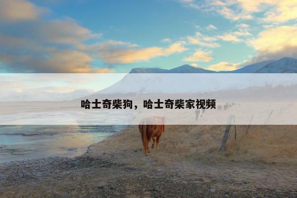 哈士奇柴狗，哈士奇柴家视频