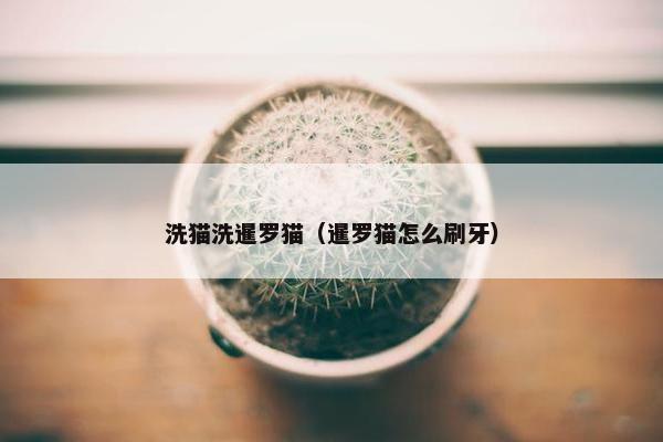 洗猫洗暹罗猫（暹罗猫怎么刷牙）