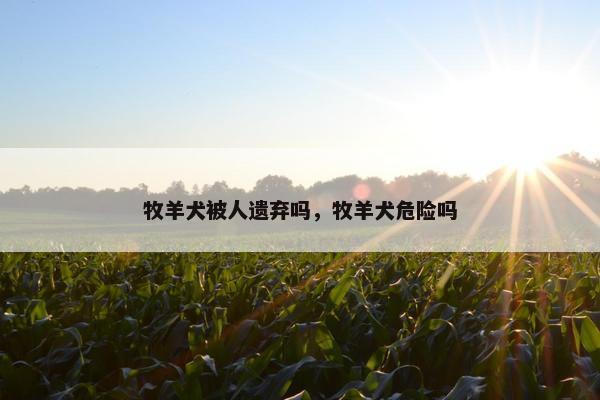 牧羊犬被人遗弃吗，牧羊犬危险吗