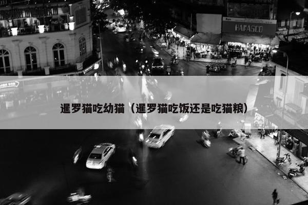 暹罗猫吃幼猫（暹罗猫吃饭还是吃猫粮）