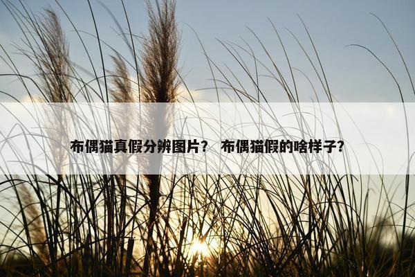 布偶猫真假分辨图片？ 布偶猫假的啥样子？
