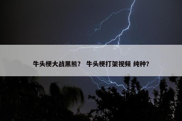 牛头梗大战黑熊？ 牛头梗打架视频 纯种？