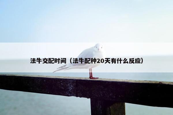法牛交配时间（法牛配种20天有什么反应）