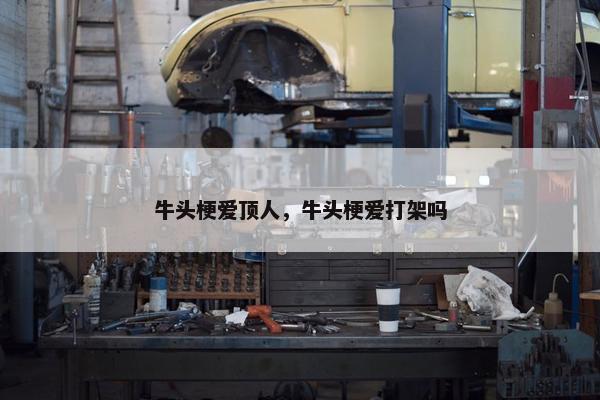 牛头梗爱顶人，牛头梗爱打架吗