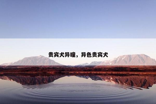 贵宾犬异瞳，异色贵宾犬