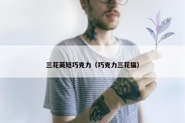 三花英短巧克力（巧克力三花猫）