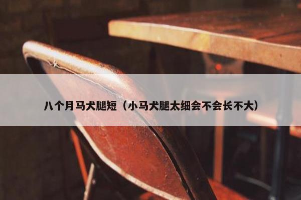 八个月马犬腿短（小马犬腿太细会不会长不大）