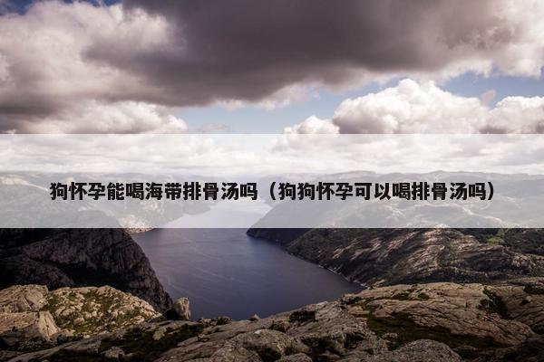 狗怀孕能喝海带排骨汤吗（狗狗怀孕可以喝排骨汤吗）