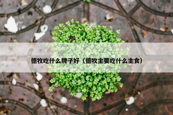 德牧吃什么牌子好（德牧主要吃什么主食）