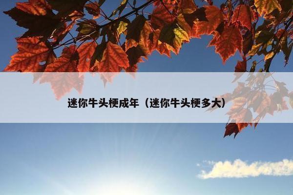 迷你牛头梗成年（迷你牛头梗多大）