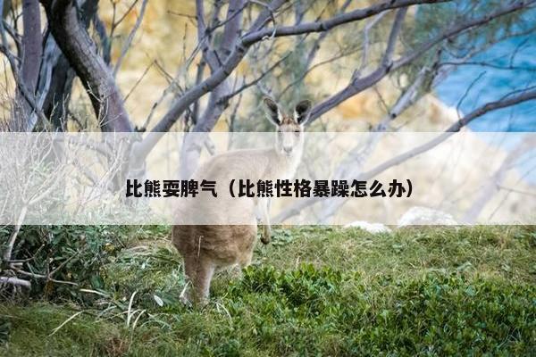 比熊耍脾气（比熊性格暴躁怎么办）