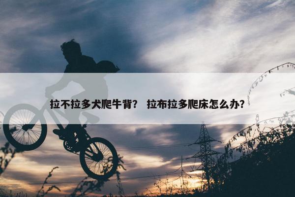拉不拉多犬爬牛背？ 拉布拉多爬床怎么办？