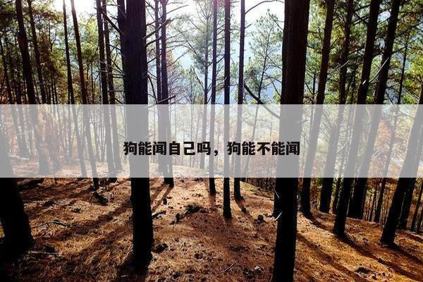 狗能闻自己吗，狗能不能闻