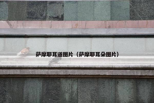 萨摩耶耳道图片（萨摩耶耳朵图片）