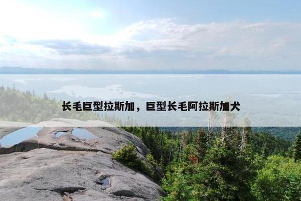 长毛巨型拉斯加，巨型长毛阿拉斯加犬