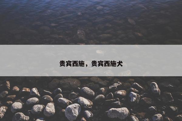 贵宾西施，贵宾西施犬