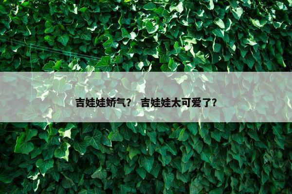 吉娃娃娇气？ 吉娃娃太可爱了？
