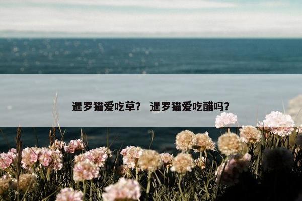 暹罗猫爱吃草？ 暹罗猫爱吃醋吗？