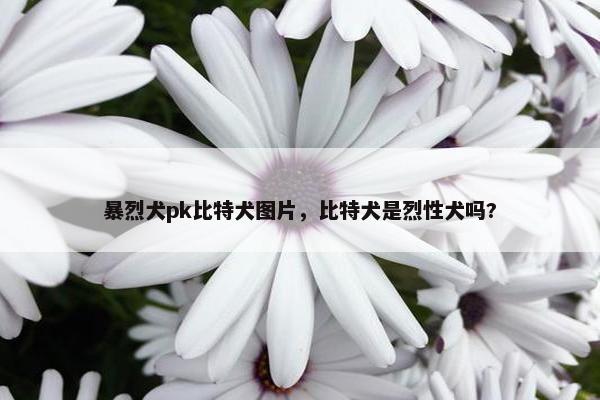 暴烈犬pk比特犬图片，比特犬是烈性犬吗?