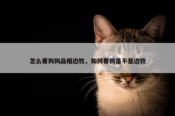 怎么看狗狗品相边牧，如何看狗是不是边牧