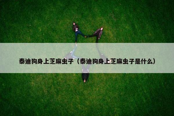 泰迪狗身上芝麻虫子（泰迪狗身上芝麻虫子是什么）