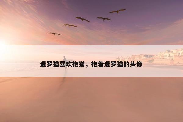 暹罗猫喜欢抱猫，抱着暹罗猫的头像