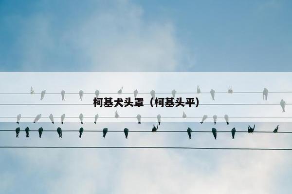 柯基犬头罩（柯基头平）