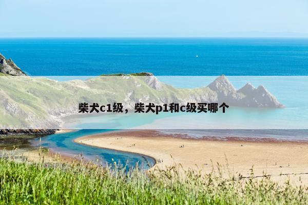 柴犬c1级，柴犬p1和c级买哪个