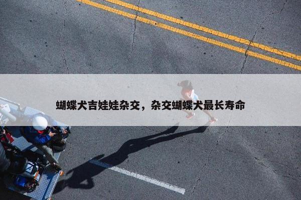 蝴蝶犬吉娃娃杂交，杂交蝴蝶犬最长寿命