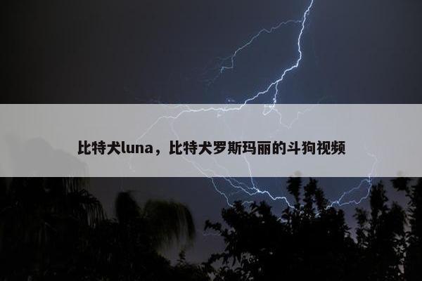 比特犬luna，比特犬罗斯玛丽的斗狗视频