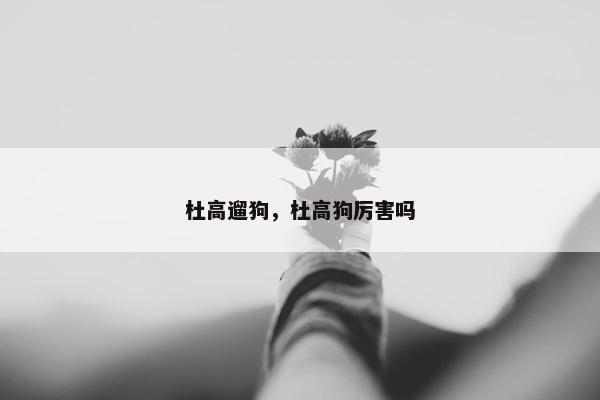 杜高遛狗，杜高狗厉害吗
