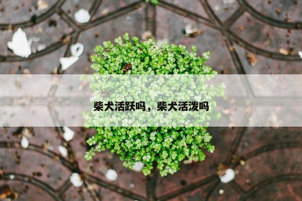 柴犬活跃吗，柴犬活泼吗