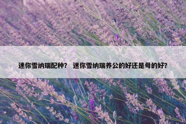 迷你雪纳瑞配种？ 迷你雪纳瑞养公的好还是母的好？