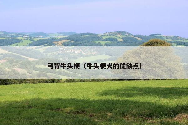 弓背牛头梗（牛头梗犬的优缺点）
