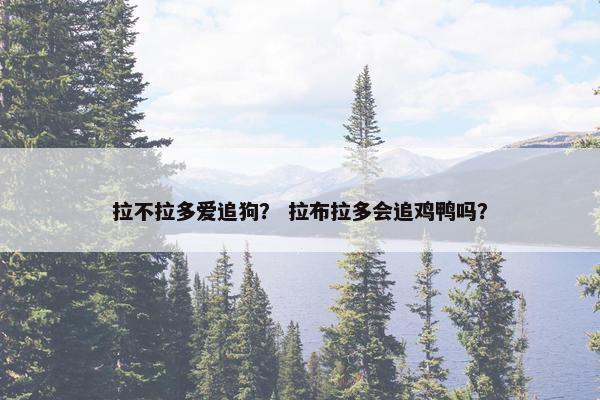 拉不拉多爱追狗？ 拉布拉多会追鸡鸭吗？