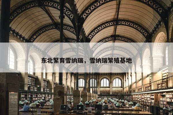 东北繁育雪纳瑞，雪纳瑞繁殖基地