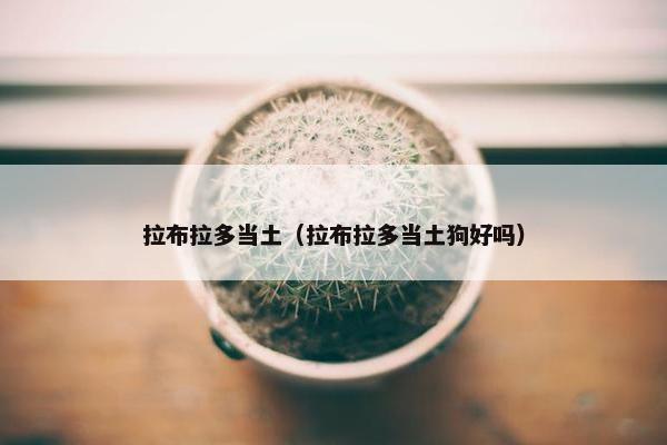 拉布拉多当土（拉布拉多当土狗好吗）