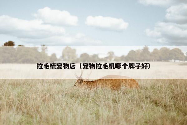 拉毛梳宠物店（宠物拉毛机哪个牌子好）