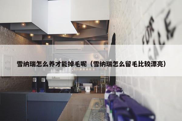 雪纳瑞怎么养才能掉毛呢（雪纳瑞怎么留毛比较漂亮）
