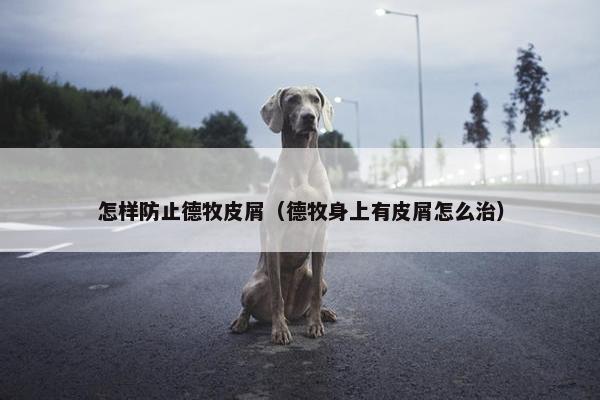 怎样防止德牧皮屑（德牧身上有皮屑怎么治）