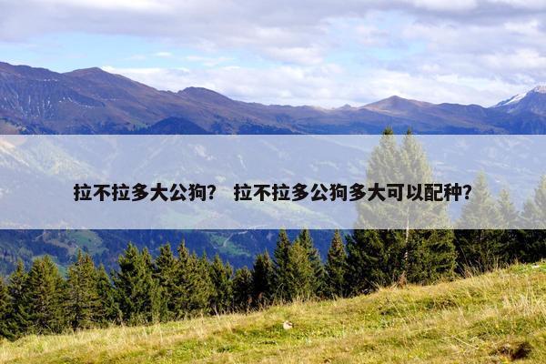 拉不拉多大公狗？ 拉不拉多公狗多大可以配种？
