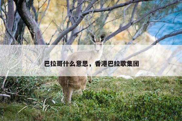 巴拉哥什么意思，香港巴拉歌集团
