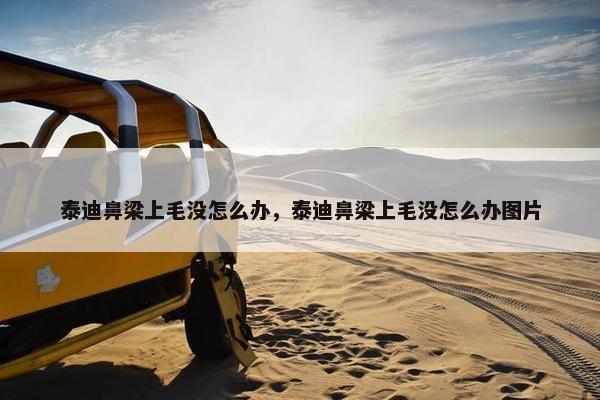 泰迪鼻梁上毛没怎么办，泰迪鼻梁上毛没怎么办图片