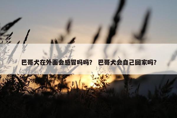 巴哥犬在外面会感冒吗吗？ 巴哥犬会自己回家吗？