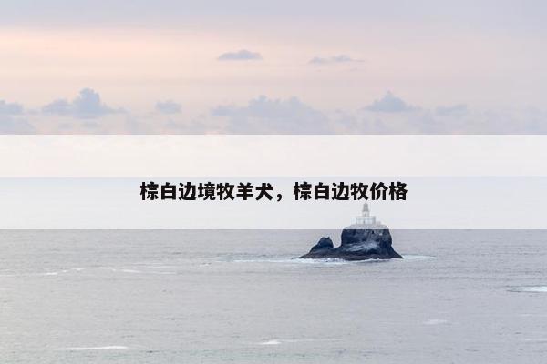 棕白边境牧羊犬，棕白边牧价格