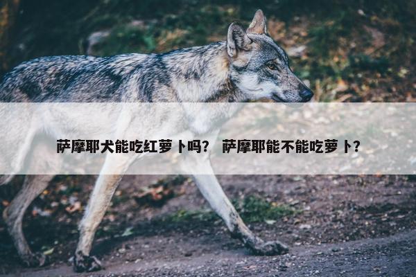 萨摩耶犬能吃红萝卜吗？ 萨摩耶能不能吃萝卜？
