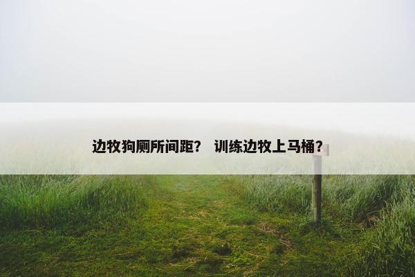 边牧狗厕所间距？ 训练边牧上马桶？