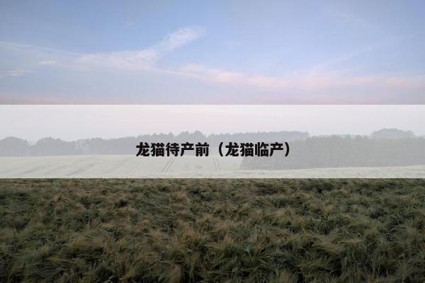 龙猫待产前（龙猫临产）