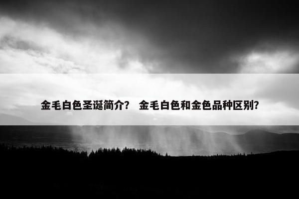 金毛白色圣诞简介？ 金毛白色和金色品种区别？