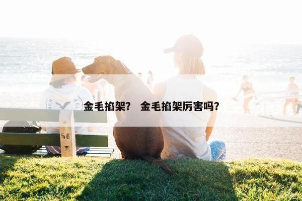 金毛掐架？ 金毛掐架厉害吗？